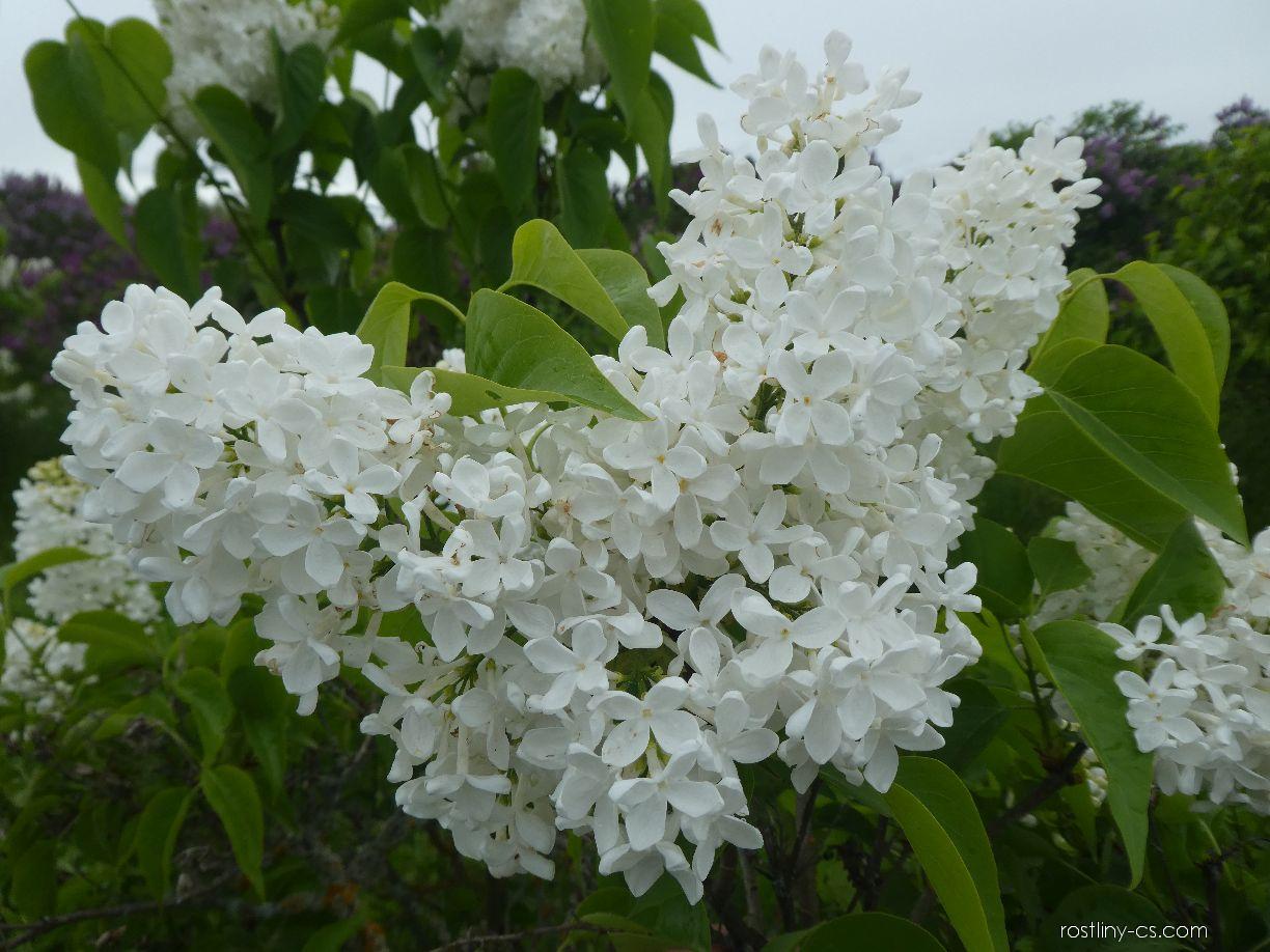 'Koningen Luise' syringa vulgaris